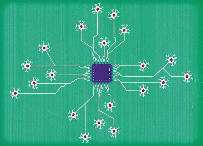 科学家利用“活体大脑”探索生物计算的未来之路