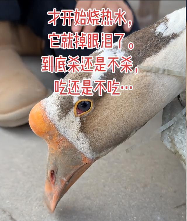 待宰大鹅流泪引网友喊话求放过，市民只好把鹅送人，鹅真会被“吓哭”吗？专家解答来了