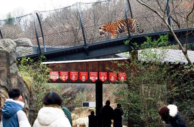 一个动物园，“被报复”了五年