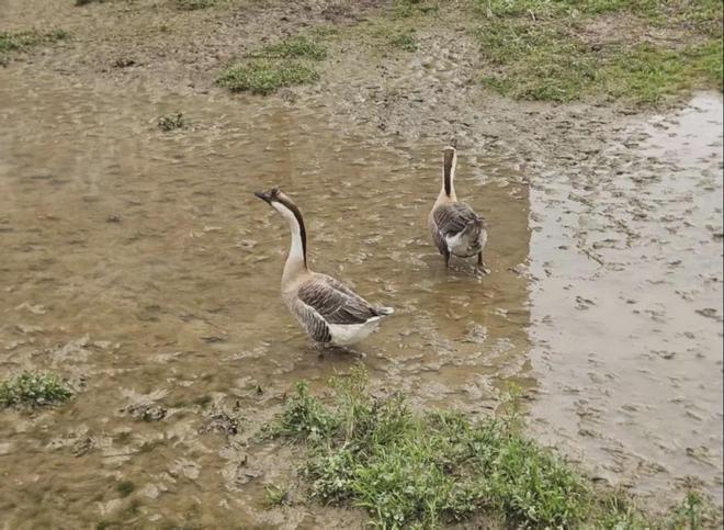 探访“鸭里有黄金”风波下的村镇:当地人讲述疯狂的“淘金往事”,私自淘金早已被禁止