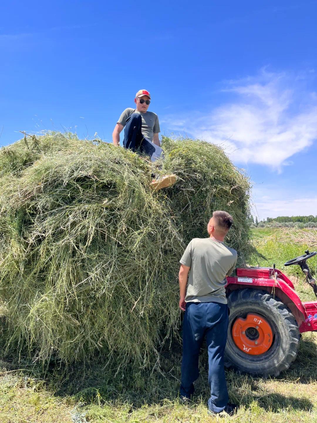 诚诚和哈萨克族人一起割草。(图/受访者供图)