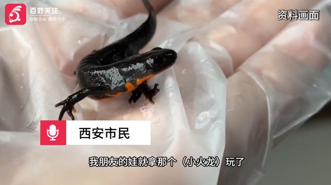 小学生校门口买“小火龙”后中毒呕吐!其含河豚毒素,紧急提醒