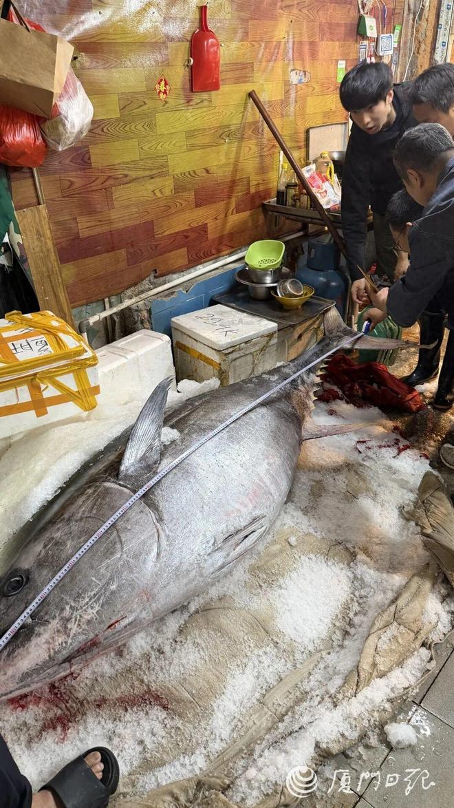厦门渔民捕获560斤巨型金枪鱼,八市现场分割每市斤售价达200元