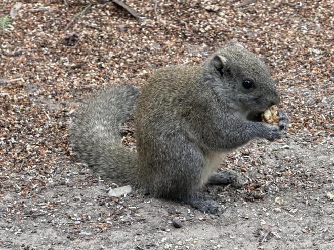 退休阿姨一天投喂8斤粮……公园“撸松鼠”,可能害它又害己