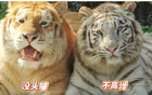 双胞胎虎兄弟意外走红，饲养员揭秘：外表顽皮内心聪明乐天