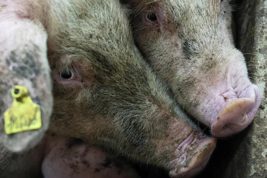 中国政府敦促生猪养殖业合理调节市场供应量