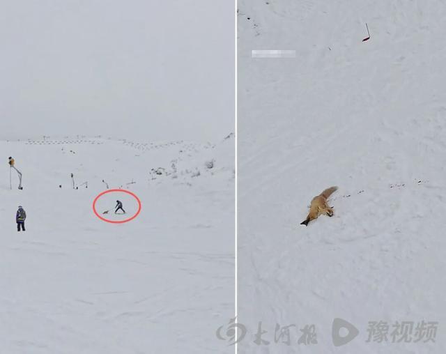 阿勒泰滑雪场惊现狐狸袭击事件,视频曝光狐狸头部受伤后倒地,血迹斑斑,二级保护动物赤狐牵动管理部门介入调查