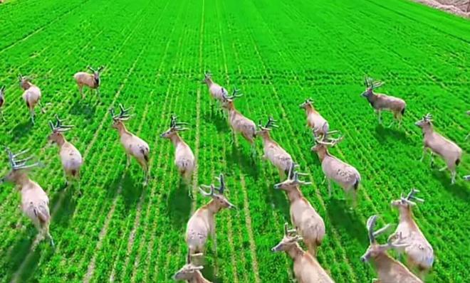 江苏盐城农户用无人机驱赶夜袭农田的麋鹿，地方政府回应已采取多项应对措施