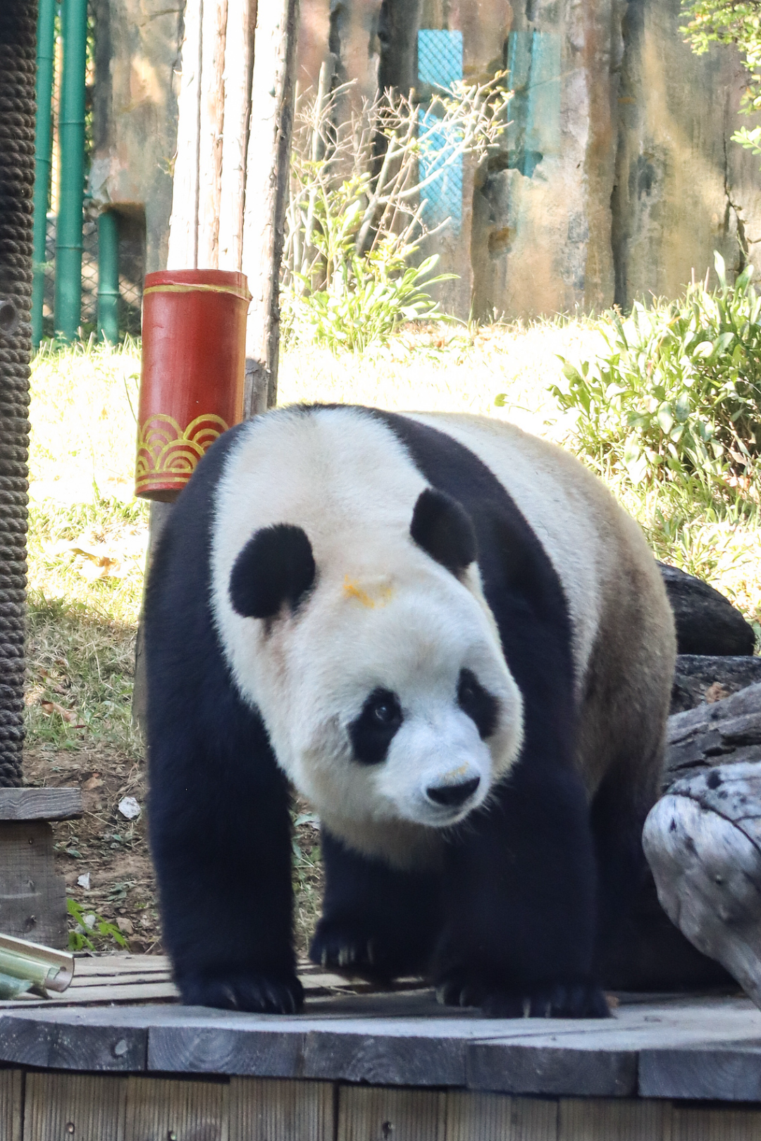 △飞云：人，听说你坐“回旋镖”来看我？（图/视觉中国）