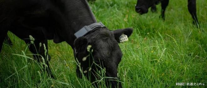 AI牛项圈项目吸引前火箭工程师,彼得·蒂尔投资20亿美元投注农牧科技革新