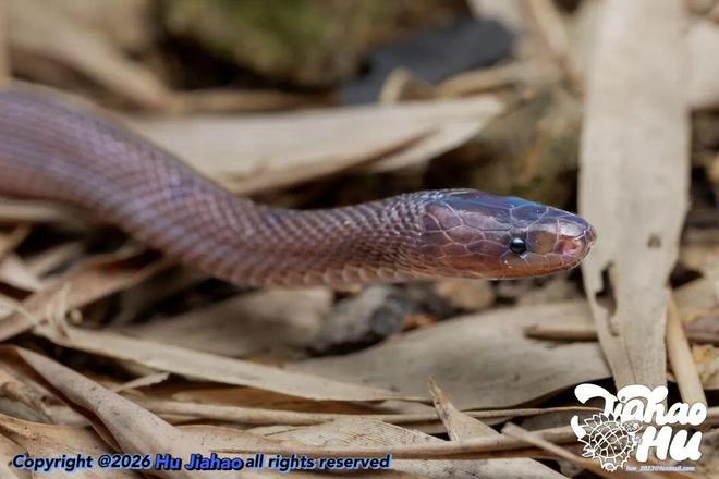 浙江高中生首次发现罕见物种，与科研机构合作发表SCI论文，作者回应批评：家庭背景普通无特殊资源，立志投身生物科学研究