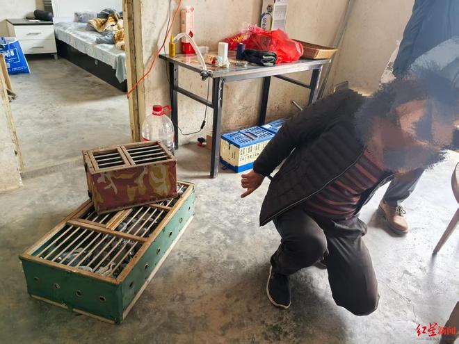 价值逾20万元的20羽名贵信鸽失窃 包括多名冠军鸽后代 犯罪嫌疑人竟是鸽友因无钱购置而行窃