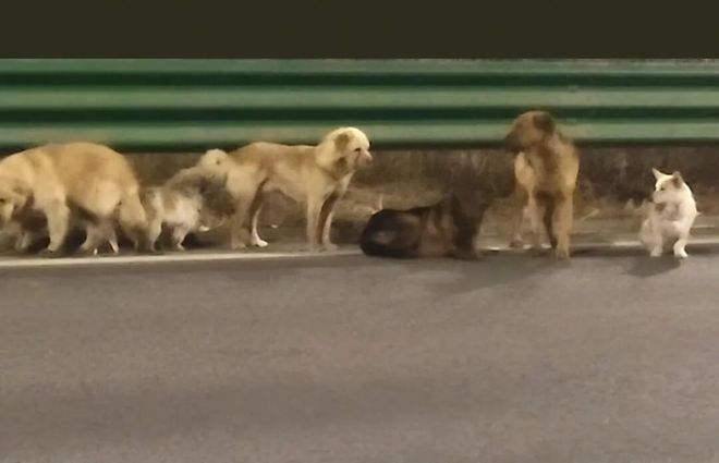 流浪归途见证深情!七犬结伴逃百里寻家,同伴疑似伤重获众犬守护,救助站揭秘:它们是情同手足的玩伴