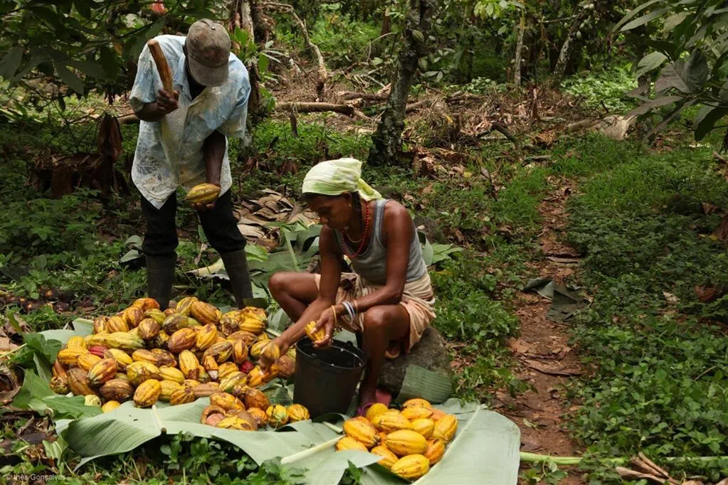 可可期货价格从高位骤降超七成 巧克力市场需求下滑所致