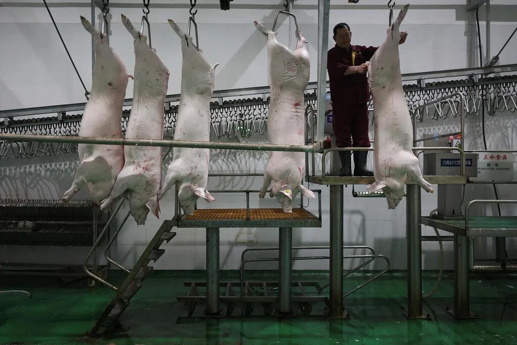 猪肉价格创八年新低 每斤降至五元人民币