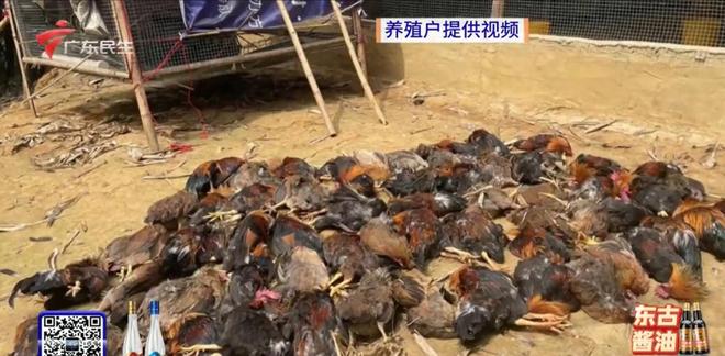 养鸡户遭遇恶犬侵扰三百余鸡遭殃,业主愤怒呼救:狗变游乐场祸害农田