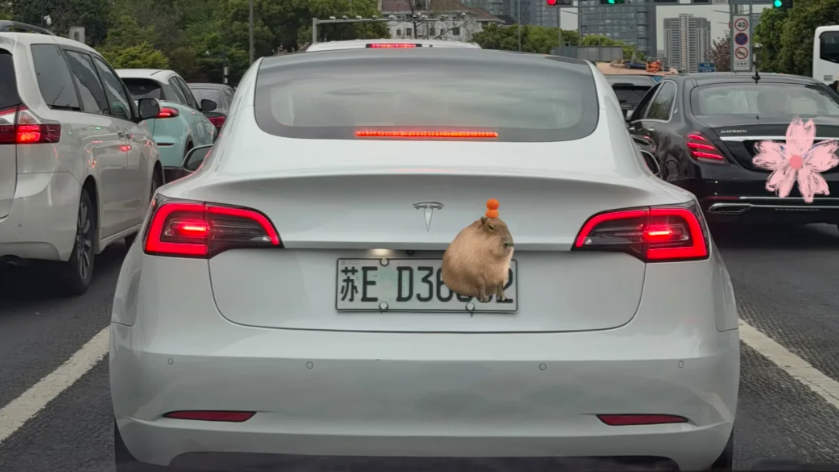 白色取代绿色：新能源车牌变化引发网友热议及改造讨论