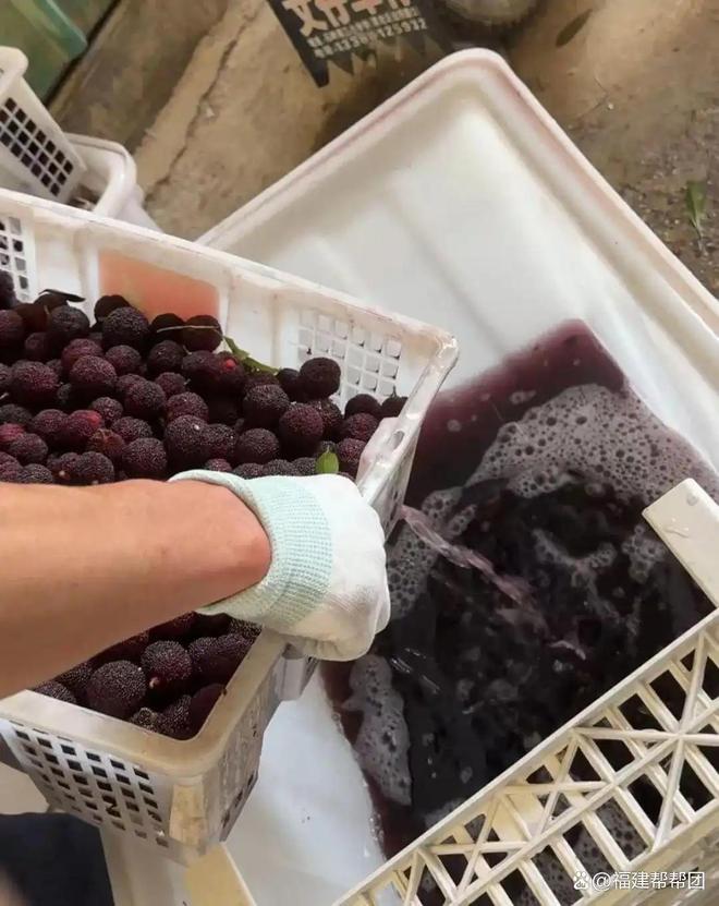 漳州违规添加防腐剂的“泡药杨梅”大量流入市场,已发往沪浙等地,浙江多地开展专项抽查