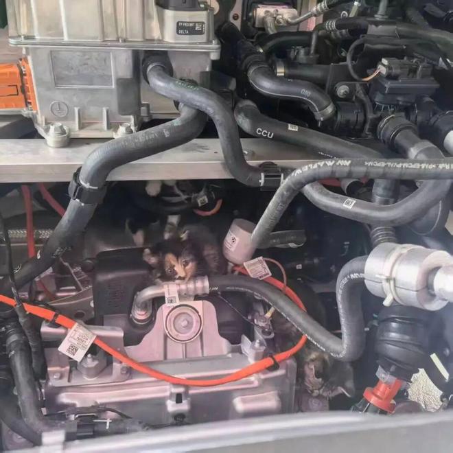 女子新提宝马车，回家发现引擎盖下藏4只小猫，担心零件与线路被损坏，4S店：交付前未发现异常，不符合退换车标准，2只小猫已被领养