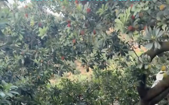 “泡药杨梅”被曝光后，当地协会会长哽咽恳求：给果农一个机会，“不要一棍子打死”！当地农户：监管加严，会填写实名保证书