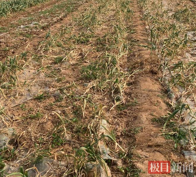 极目调查丨50余亩大蒜歉收疑云：22家农户使用同款菌肥，最高减产率达94%，经销商找厂家讨说法反被殴