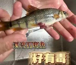 浙江男子几口下肚,痛到崩溃!“当时觉得特别鲜”,医生:别拿命赌,有毒,没有特效解药