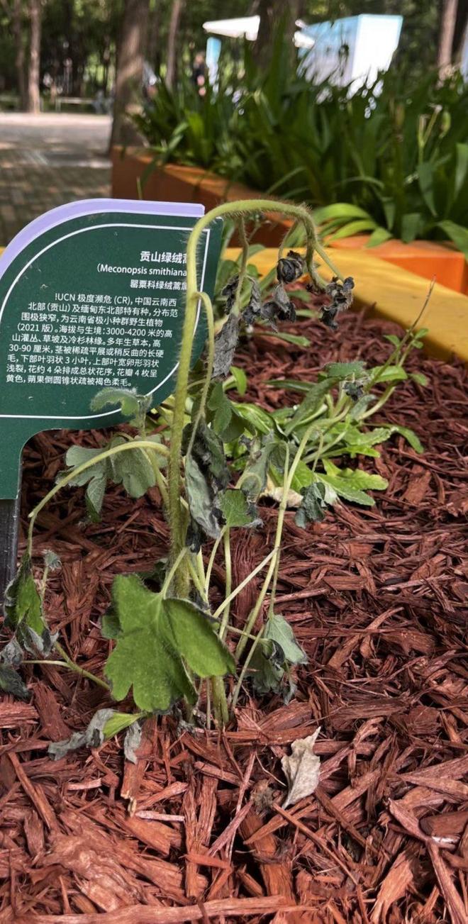 珍稀濒危高山植物进京展出次日就蔫了？主办方：人工培育非野生，将撤走养护
