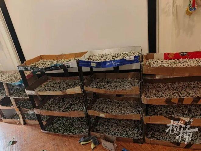 儿子说想给自己做床蚕丝被，一家三口网购了1万粒蚕卵！如今12000条蚕宝宝每天要吃30斤桑叶……妈妈：崩溃并快乐着