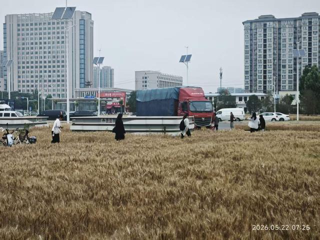 “绿化带里咋种粮食?”市民疑惑;郑州相关部门回应:这两天就收割,卖了后再种